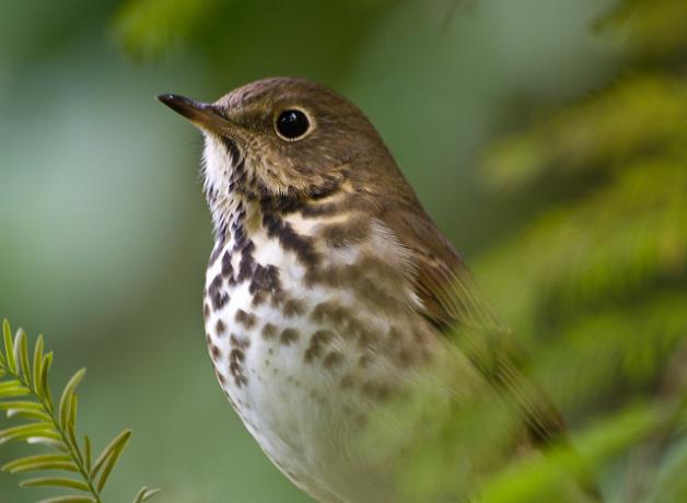 Swainson's Thrush