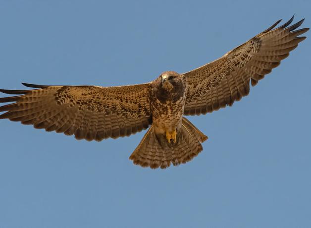 Swainson's Hawk gliding