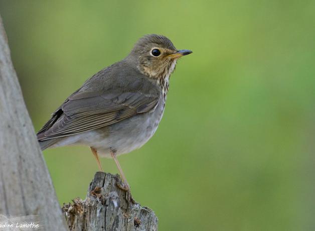 Swainson's Thrush