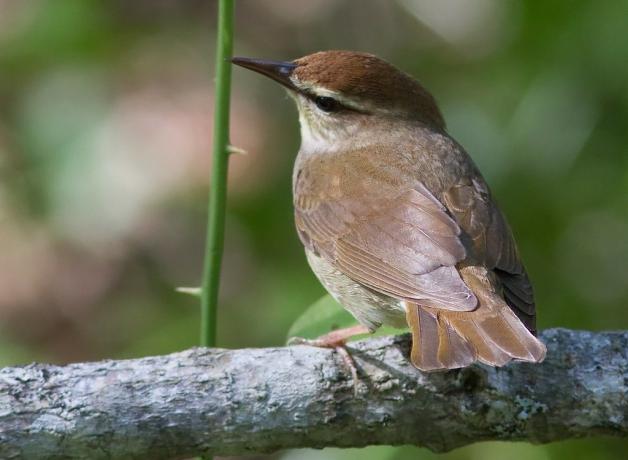 Swainson's Warbler in Great Dismal Swamp NWR