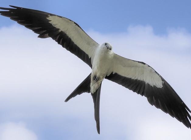 Swallow-tailed Kite in flight seen from underneath, wings outstretched against a partly cloudy sky
