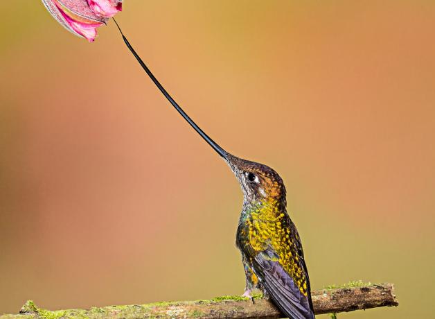 Un colibrí picoespada posando en una ramita bajo una flor, sobre un fondo brillante. 
