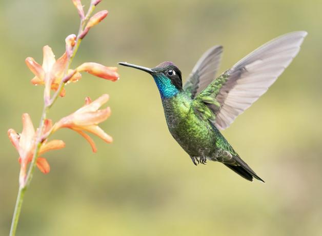 Iridescent green Talamanca Hummingbird hovering, poised to sip nectar from flowers.