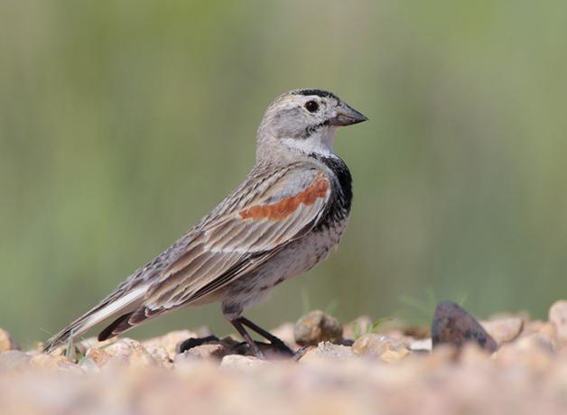 Thick-billed Longspur