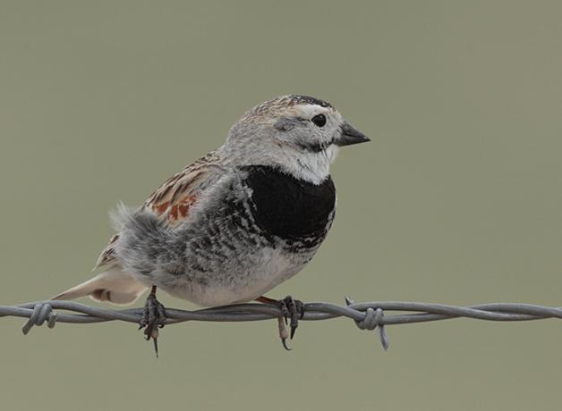 A Thick-billed Longspur sits on a strand of barbed wire. The bird looks to its left, and displays a black throat, speckled belly, white eyebrow, and brown patterned wings.