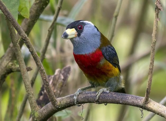 Toucan Barbet