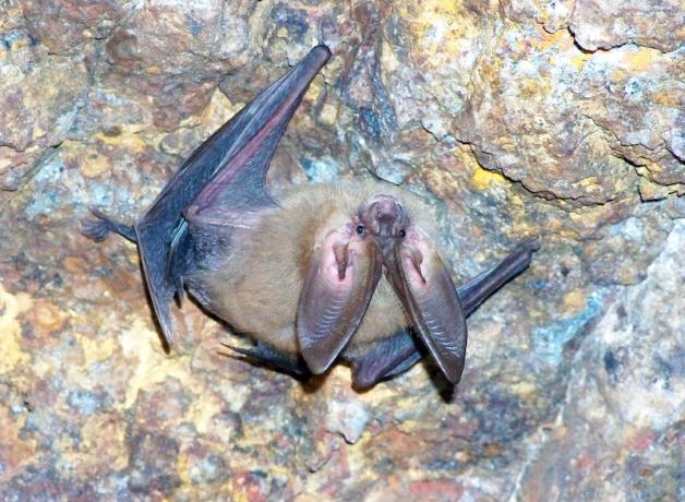 Townsend's Big-eared Bat