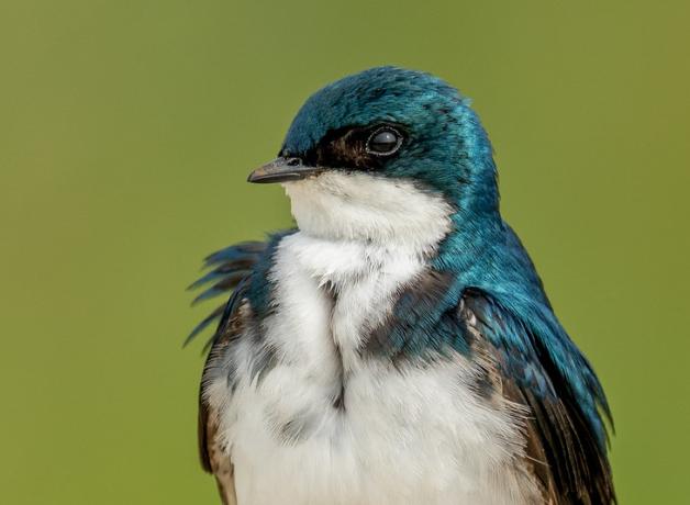 Closeup view of a Tree Swallow looking to its right, with white breast and throat, iridescent blue turquoise head and shoulders.