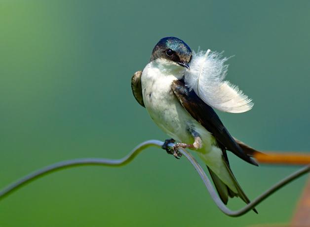 Tree Swallow holding a feather in its beak