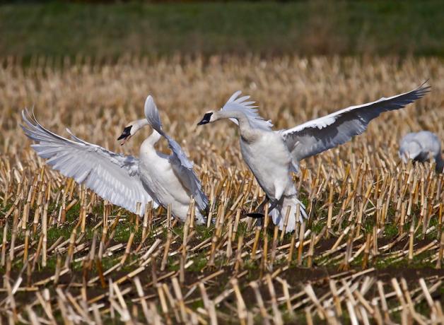 Trumpeter Swans landing on winter fields