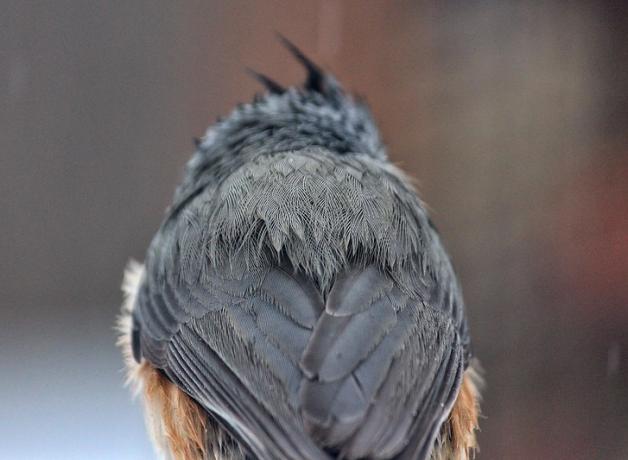 A small gray bird with its back to the viewer. A tuft of feathers can be seen on its head.