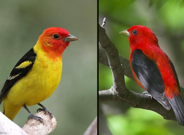 A Western Tanager with bright yellow plumage and red head on the left, a Scarlet Tanager with red body and black wings on the right.