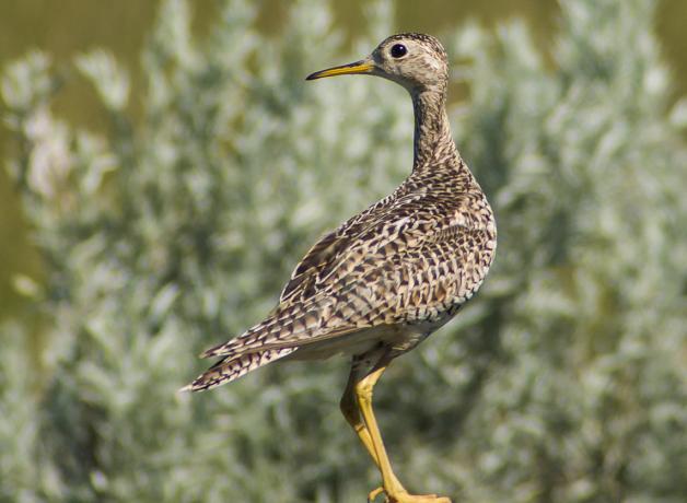 Upland Sandpiper