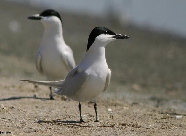 A pair of white birds with gray backs and black heads and beaks stand looking in opposite direction while standing at a shoreline