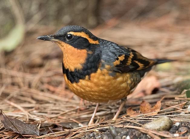 Varied Thrush