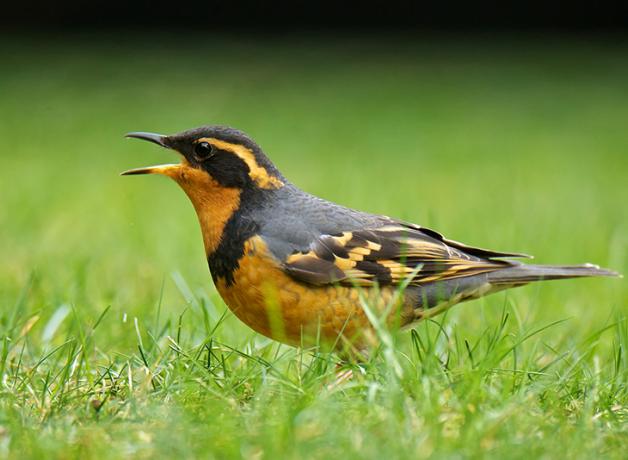 Varied Thrush