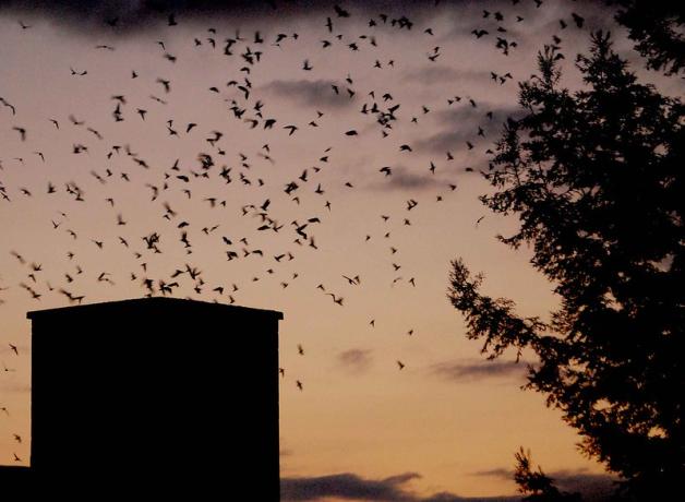 Vaux's Swifts circling chimney roost