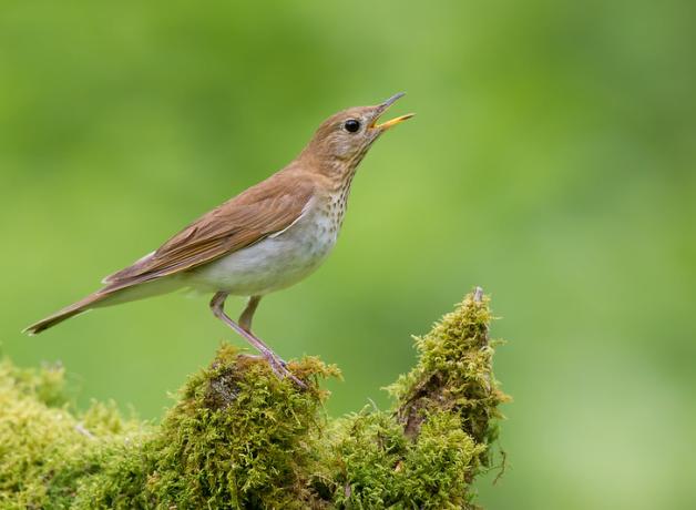 A slim brown and white bird on a mossy log stands in profile to the viewer while singing.