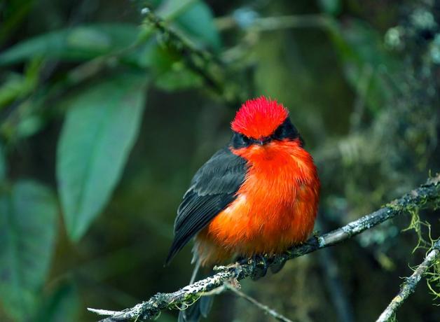 Male Vermilion Flycatcher, resting on a branch amidst greenery and glowing like a jewel.