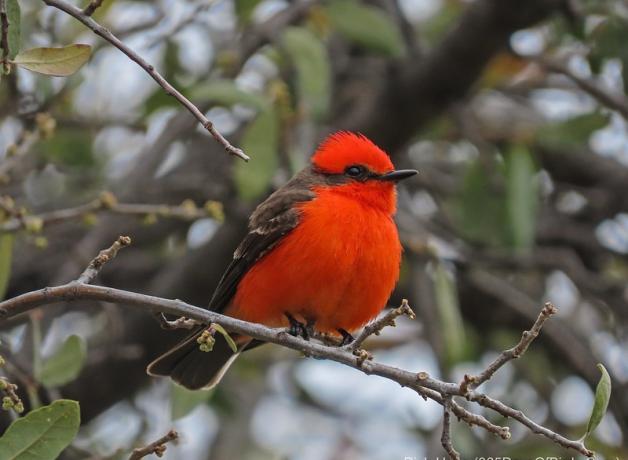 Vermilion Flycatcher