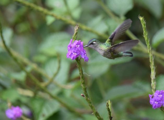 Violet-crowned Hummingbird chooses a bright purple flower against a vibrant green background