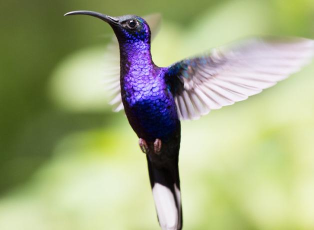 Violet Sabre-wing hummingbird hovering mid-air, showing long curved bill and iridescent purple throat and chest