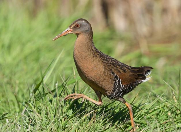 Virginia Rail high-stepping