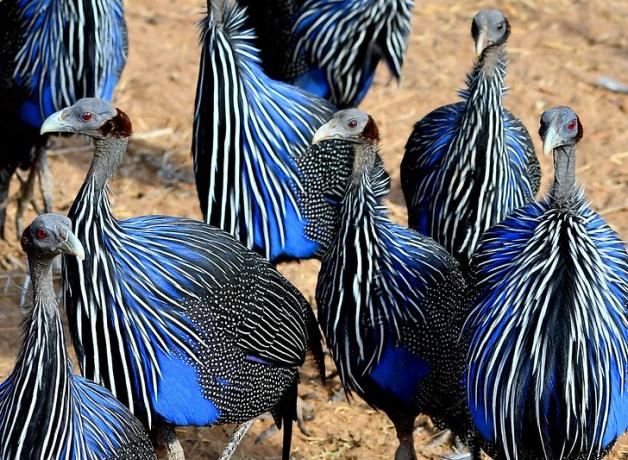 Vulturine Guineafowl standing together, showing bright blue feathers accented with black and white stripes and dots, their heads and necks bare