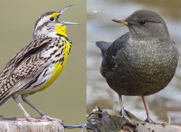 Western Meadowlark compared to American Dipper