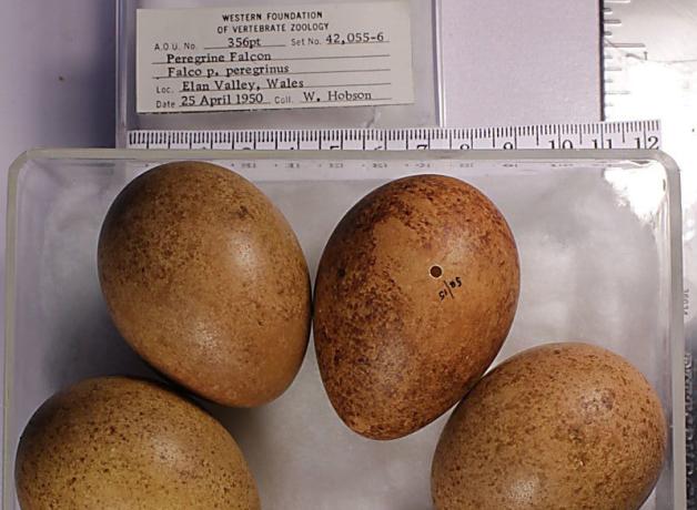 Display at the Western Foundation of Vertebrate Zoology, of peregrine falcon eggs collected in 1950