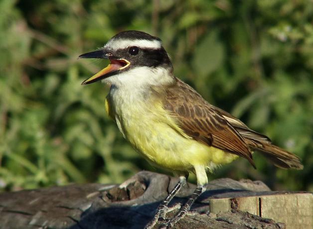 Great Kiskadee calling a wake-up