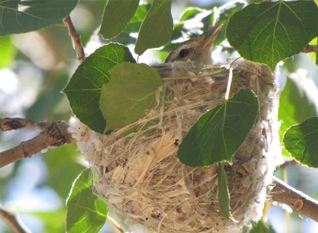 A Warbling Vireo sitting in its small nest that is attached to a slender branch.