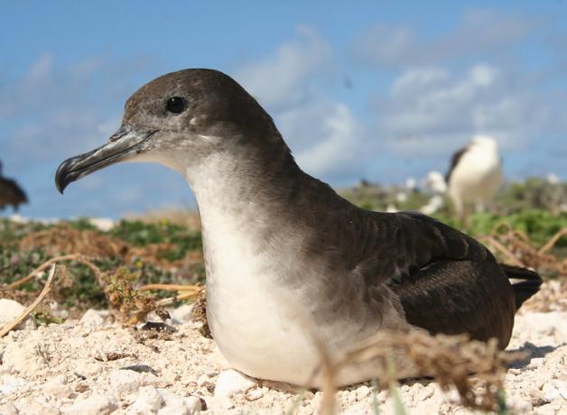 Wedge-tailed Shearwater