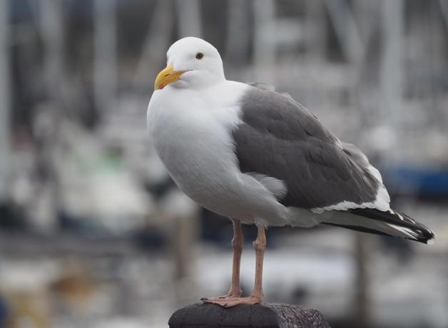 Western Gull