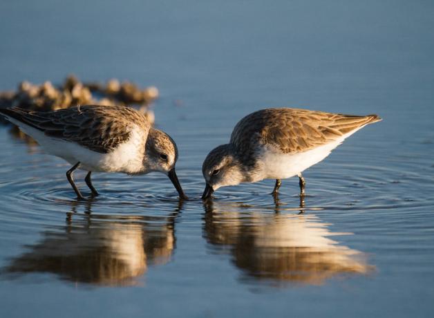 Western Sandpipers