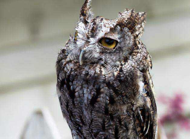Western Screech Owl