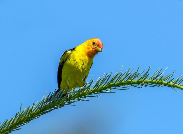 A vivid yellow bird with black wings and orange red head and face cocks its head while on a slender branch against a clear blue sky