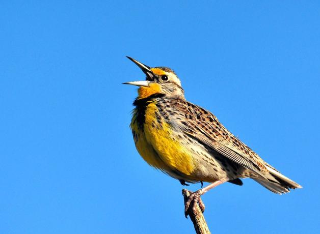 Western Meadowlark