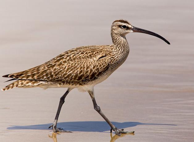 Whimbrel walking on sand