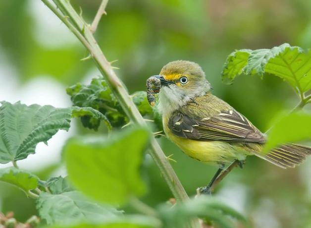 A White-eyed Vireo with a caterpillar in its beak, perched in blackberry branches and leaves