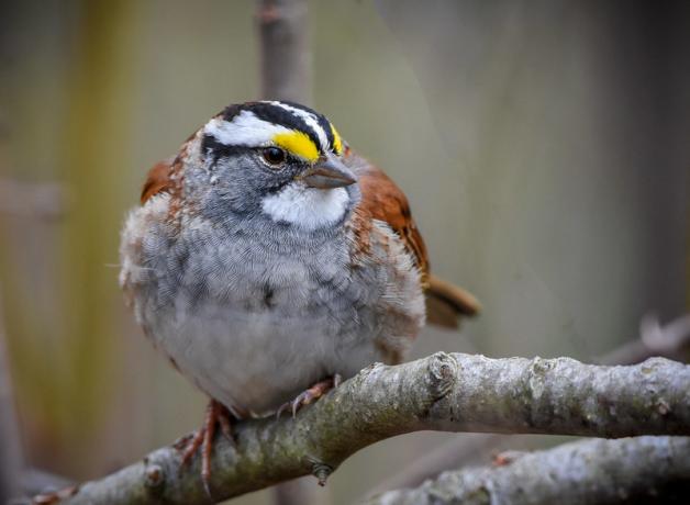 White-throated Sparrow