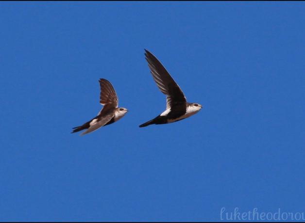 Pair of White-Throated Swifts in flight in a clear blue sky