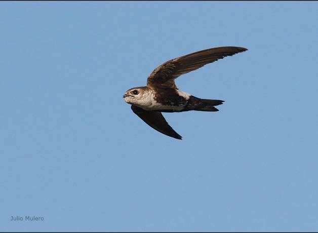 White-throated Swift in flight