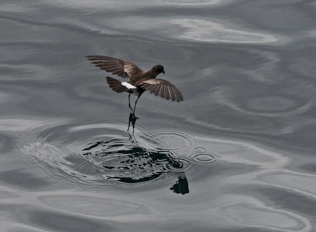 A dark brown bird with wings outstretched as its long slender legs just touch the surface of the water