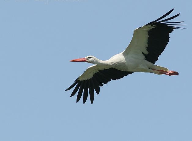 White Stork in flight
