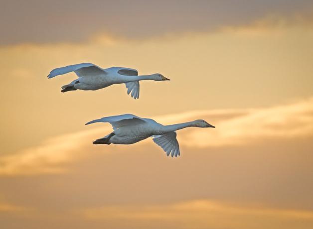 Two white Whooper Swans flying against a golden, cloudy sky.