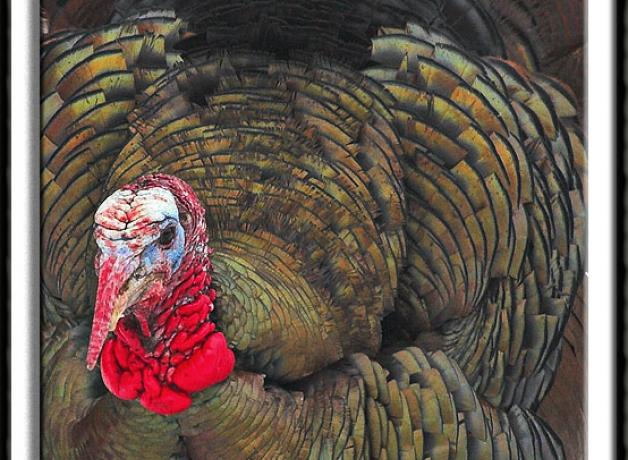 How the Turkey Got Its Name | BirdNote