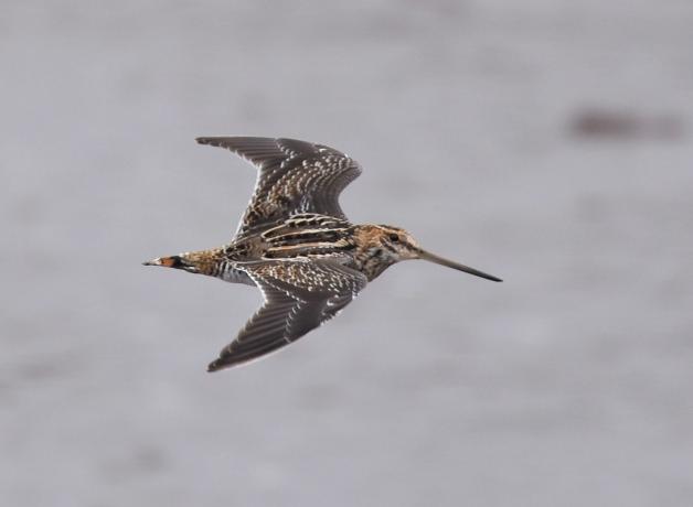 Wilson's Snipe