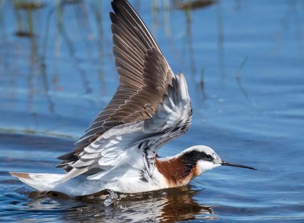 Wilson's Phalarope
