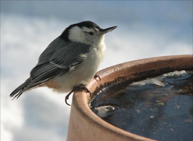 A Nuthatch perched on the edge of a partially thawed birdbath